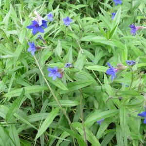 Photographie n°330872 du taxon Buglossoides purpurocaerulea (L.) I.M.Johnst. [1954]