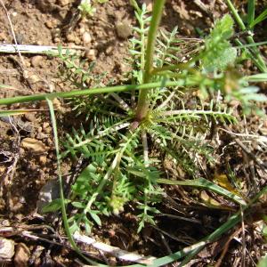 Photographie n°330877 du taxon Sisymbrella aspera (L.) Spach