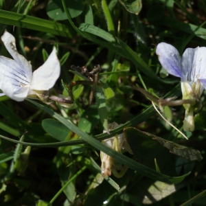 Photographie n°331071 du taxon Viola lactea Sm. [1798]
