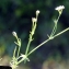  Liliane Roubaudi - Galium debile Desv. [1818]