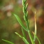  Liliane Roubaudi - Catapodium marinum (L.) C.E.Hubb. [1955]