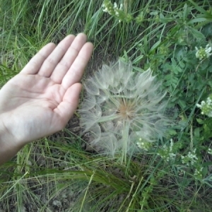 Photographie n°331105 du taxon Tragopogon pratensis L. [1753]