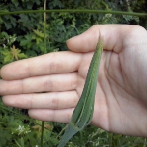 Photographie n°331106 du taxon Tragopogon pratensis L. [1753]