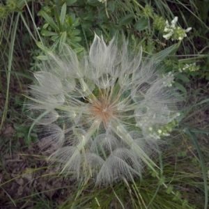 Photographie n°331107 du taxon Tragopogon pratensis L. [1753]