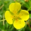  Liliane Roubaudi - Potentilla erecta (L.) Räusch. [1797]