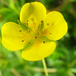 Potentilla erecta (L.) Räusch. (Potentille dressée)