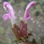  Liliane Roubaudi - Pedicularis sylvatica L. [1753]