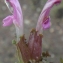  Liliane Roubaudi - Pedicularis sylvatica L. [1753]