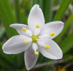 Liliane Roubaudi, le 23 mai 2015 (Sauzon)