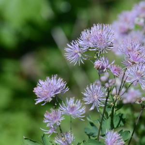 Photographie n°331151 du taxon Thalictrum aquilegiifolium L. [1753]