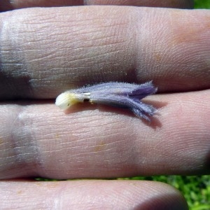  - Orobanche purpurea Jacq. [1762]