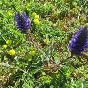 Photographie n°331179 du taxon Veronica spicata L. [1753]