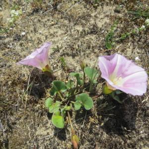 Photographie n°331193 du taxon Convolvulus soldanella L. [1753]