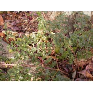 Taeniopetalum peucedanoides Bunge (Peucédan d'Alsace)