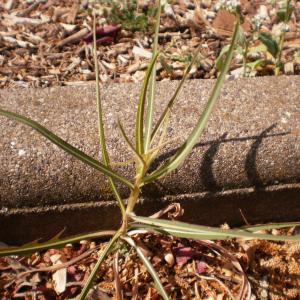 Photographie n°331280 du taxon Lactuca saligna L.