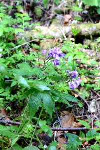 Michel Pansiot, le  5 juin 2015 (Saint-Martin-en-Vercors (Herbouilly))