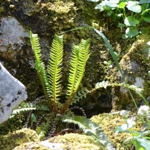 Photographie n°331544 du taxon Blechnum spicant (L.) Roth [1794]