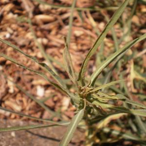 Photographie n°331569 du taxon Lactuca saligna L.