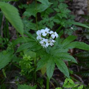 Photographie n°331737 du taxon Cardamine heptaphylla (Vill.) O.E.Schulz [1903]