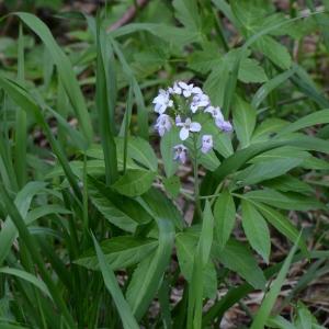 Photographie n°331738 du taxon Cardamine heptaphylla (Vill.) O.E.Schulz [1903]