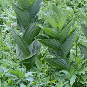 Photographie n°331740 du taxon Veratrum album L. [1753]