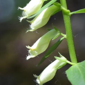 Photographie n°331746 du taxon Digitalis lutea L. [1753]