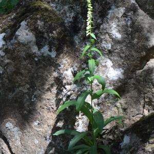 Photographie n°331747 du taxon Digitalis lutea L. [1753]