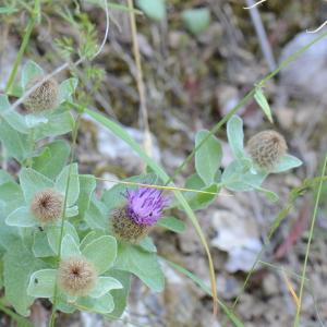 Photographie n°331750 du taxon Centaurea pectinata L. [1763]