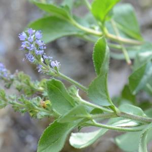 Photographie n°331751 du taxon Veronica officinalis L. [1753]