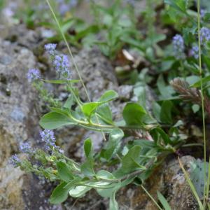 Photographie n°331752 du taxon Veronica officinalis L. [1753]