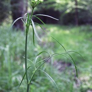 Photographie n°331795 du taxon Peucedanum gallicum Latourr. [1785]