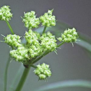 Photographie n°331796 du taxon Peucedanum gallicum Latourr. [1785]