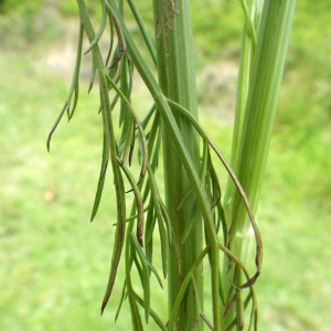 Photographie n°331852 du taxon Oenanthe silaifolia M.Bieb. [1819]