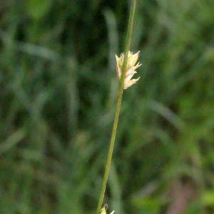 Photographie n°331880 du taxon Carex divulsa Stokes [1787]