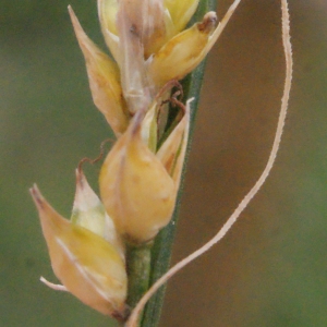 Photographie n°331882 du taxon Carex divulsa Stokes [1787]