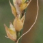  Liliane Roubaudi - Carex divulsa Stokes [1787]