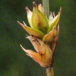Photographie n°331883 du taxon Carex divulsa Stokes [1787]