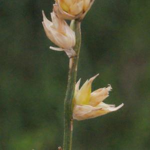 Photographie n°331884 du taxon Carex divulsa Stokes [1787]