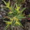  Liliane Roubaudi - Euphorbia exigua L. [1753]