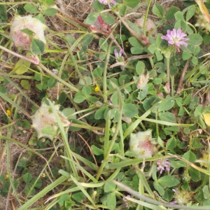 Photographie n°331899 du taxon Trifolium resupinatum L. [1753]