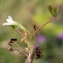  Liliane Roubaudi - Trifolium ornithopodioides L. [1753]