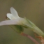  Liliane Roubaudi - Trifolium ornithopodioides L. [1753]