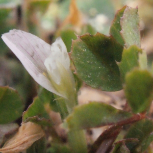 Trifolium ornithopodioides L. (Trèfle faux pied-d'oiseau)
