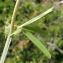  Liliane Roubaudi - Vicia bithynica (L.) L. [1759]