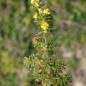 Photographie n°331934 du taxon Galium arenarium Loisel. [1806]