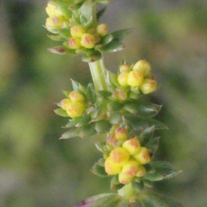 Galium hierosolymitanum Thore (Gaillet des sables)