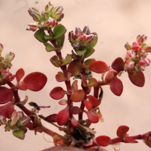 Alsine polycarpon Crantz (Polycarpe à quatre feuilles)