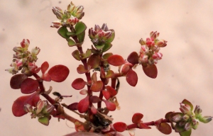 Liliane Roubaudi, le 23 mai 2015 (Sauzon)