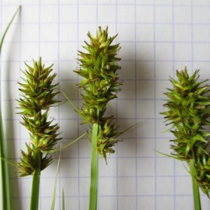 Photographie n°331992 du taxon Carex otrubae Podp.