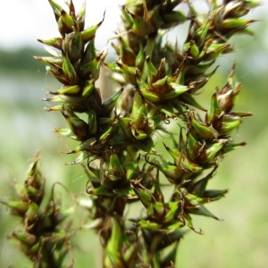 Photographie n°331997 du taxon Carex paniculata L.